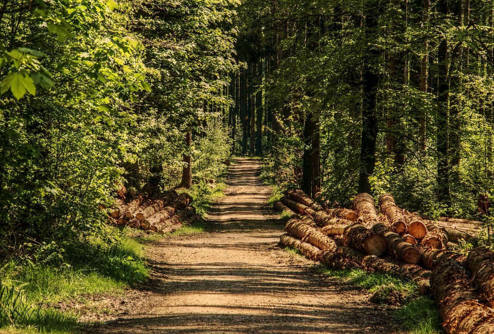 Trees & Logs